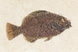 Framed Fossil Fish (Cockerellites) - Wyoming #147189-1